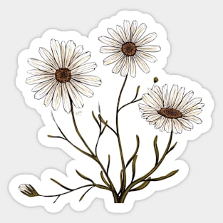 Daisies Sticker